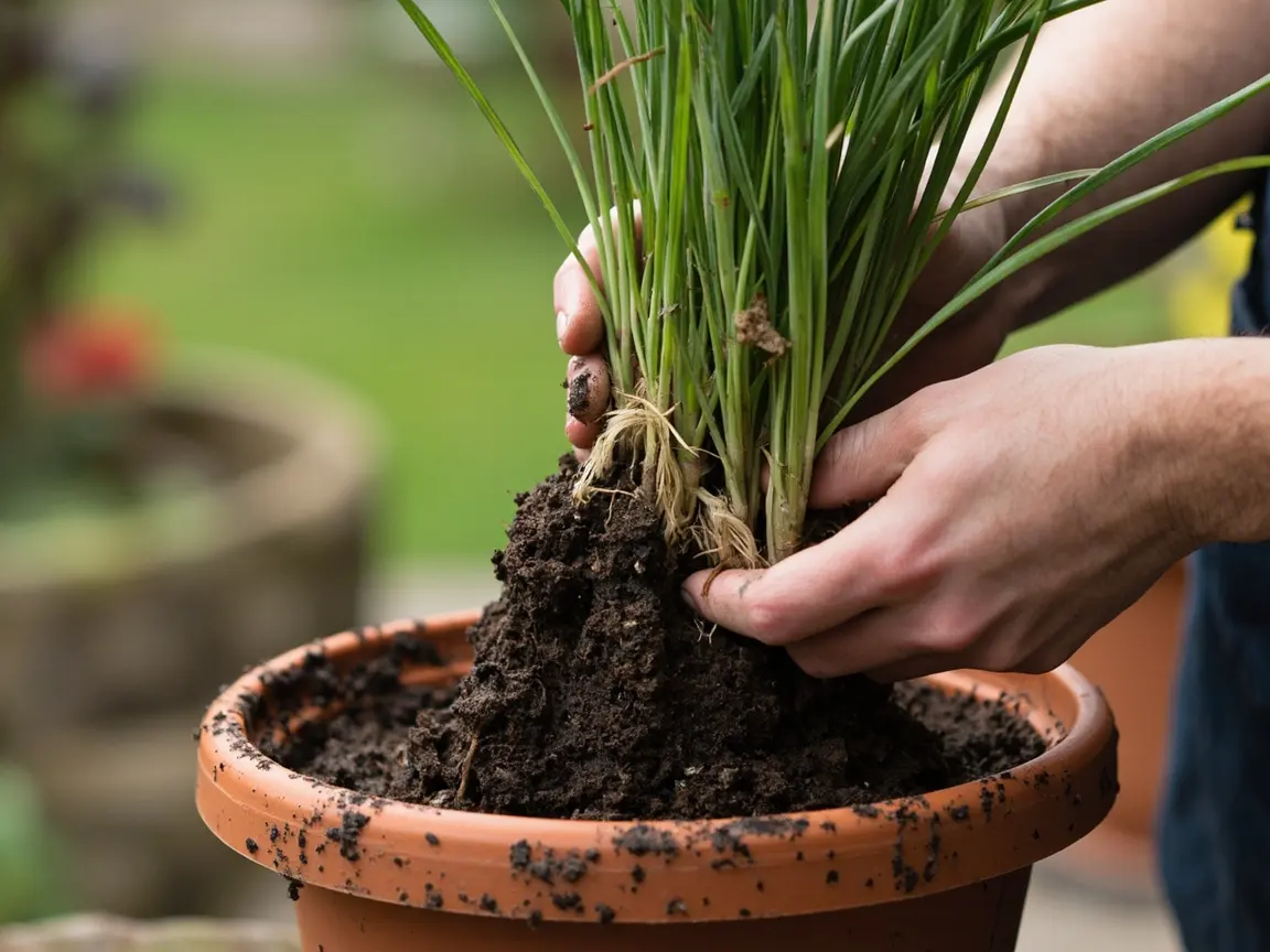 An ornamental grass positioned in a container with its crown level with the compost.