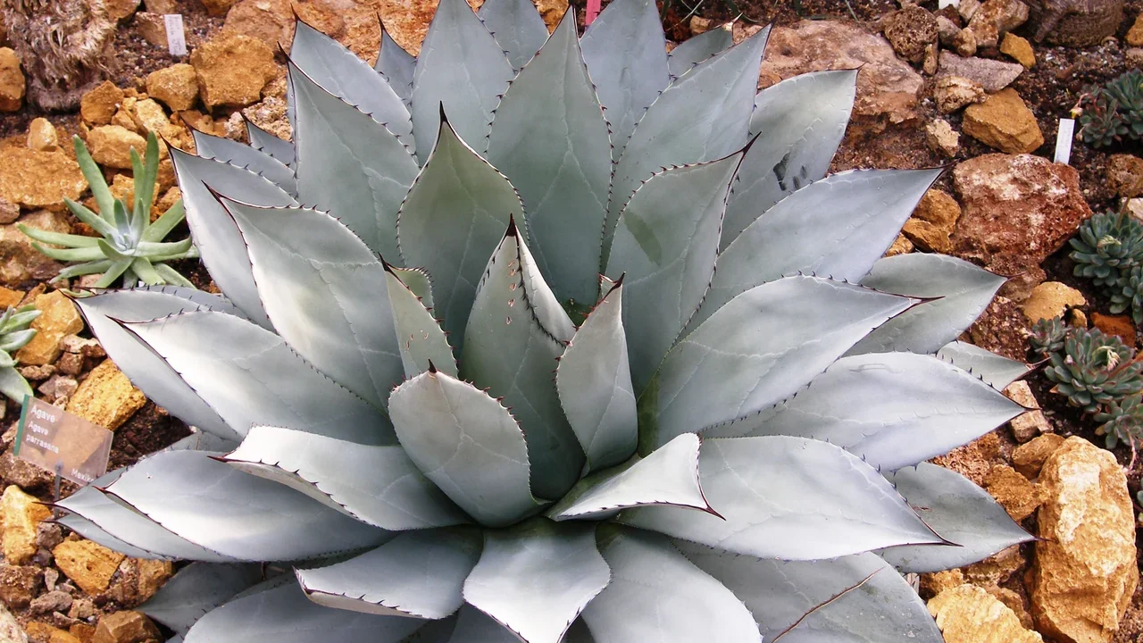 Agave parrasana — botanical photograph
