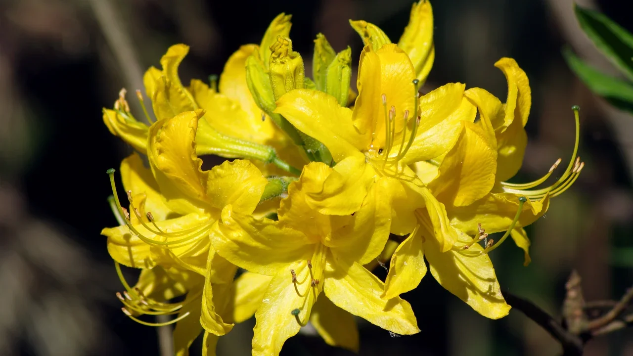 Yellow azalea (Rhododendron luteum), an example of an azalea in flower