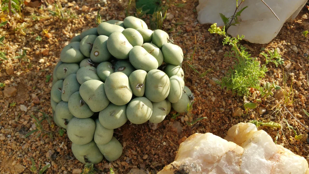 Conophytum flavum — botanical photograph