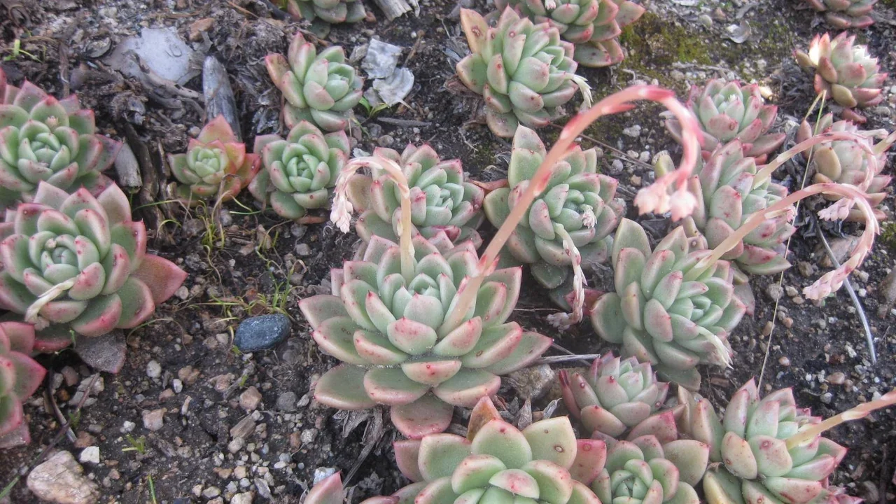Echeveria gilva — botanical photograph