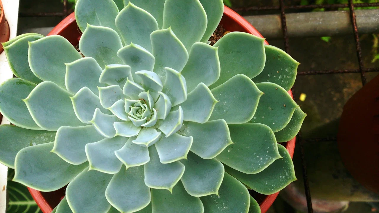 Echeveria lilacina — botanical photograph