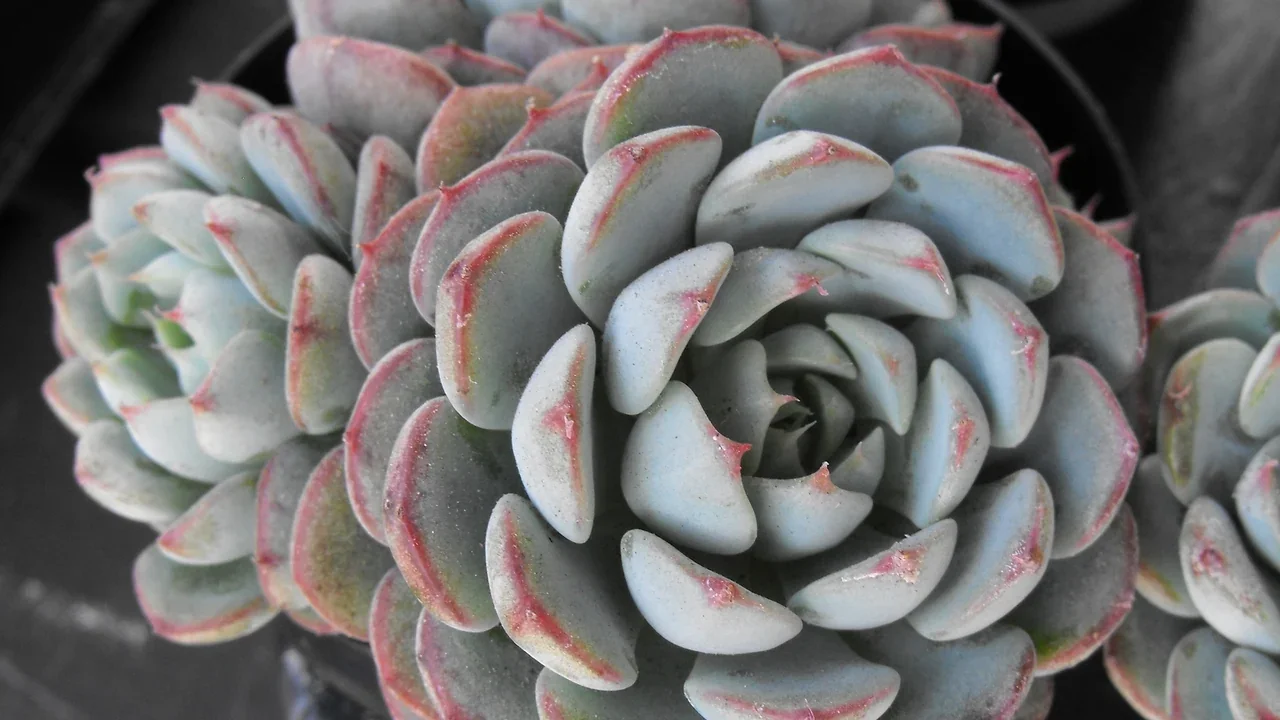 Echeveria minima — botanical photograph