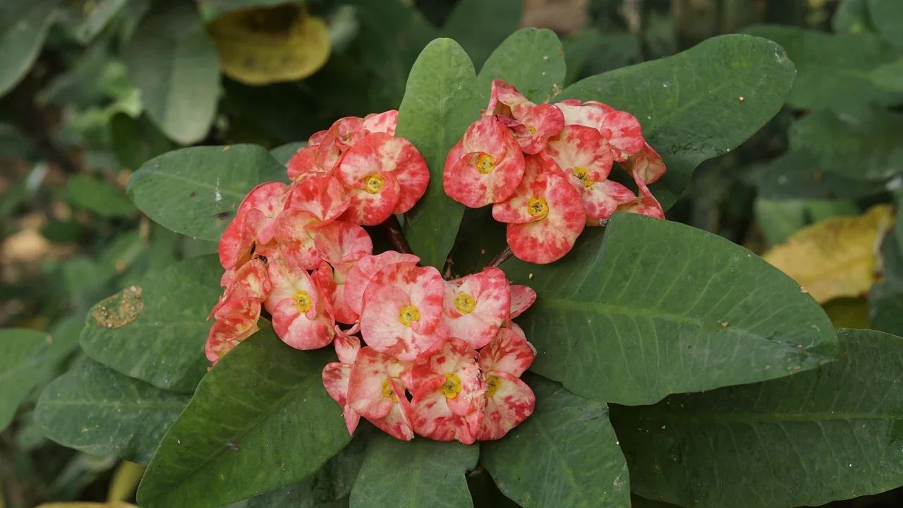 Euphorbia milii — botanical photograph