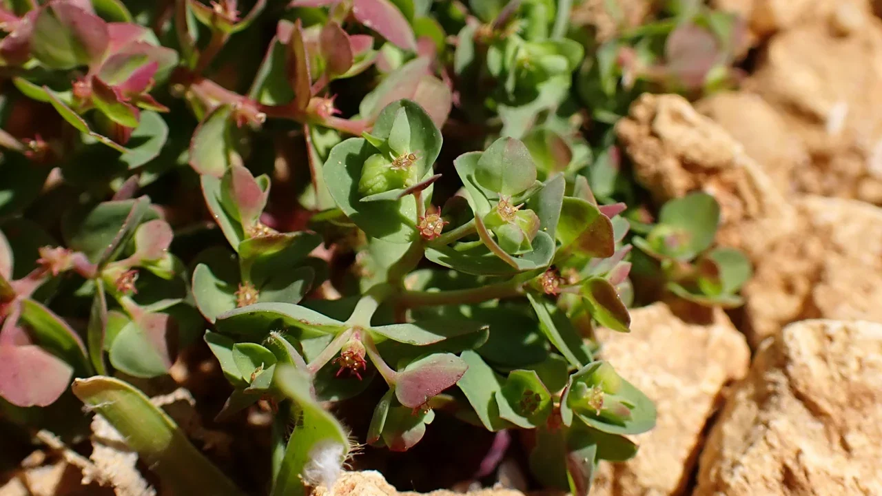 Euphorbia peplus β botanical photograph