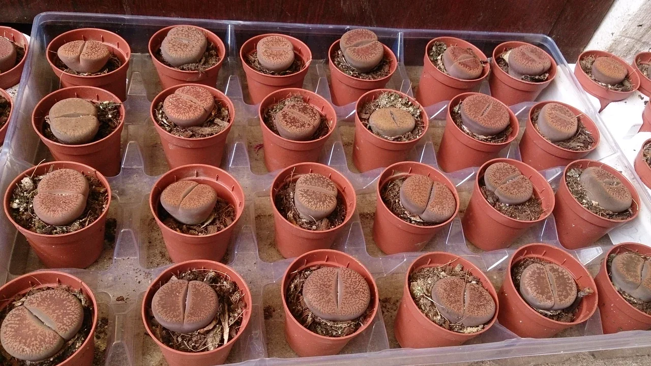 Lithops aucampiae — botanical photograph