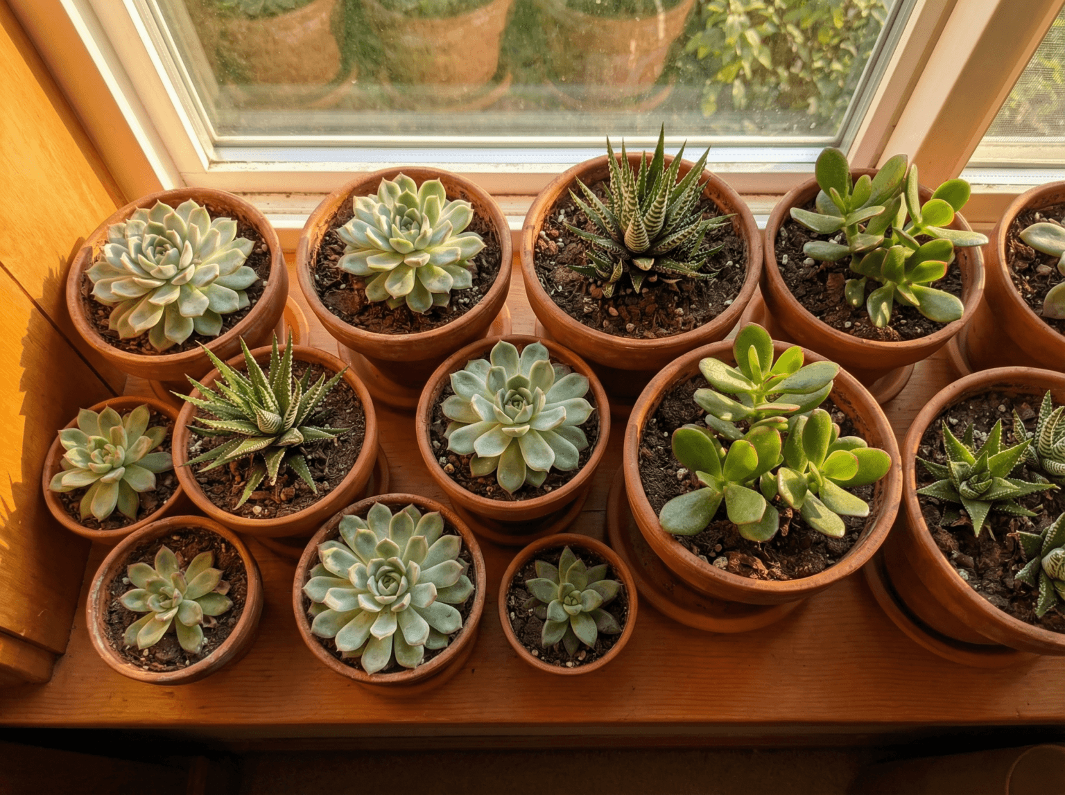 Succulents 101: Growing and Caring for Succulent Plants